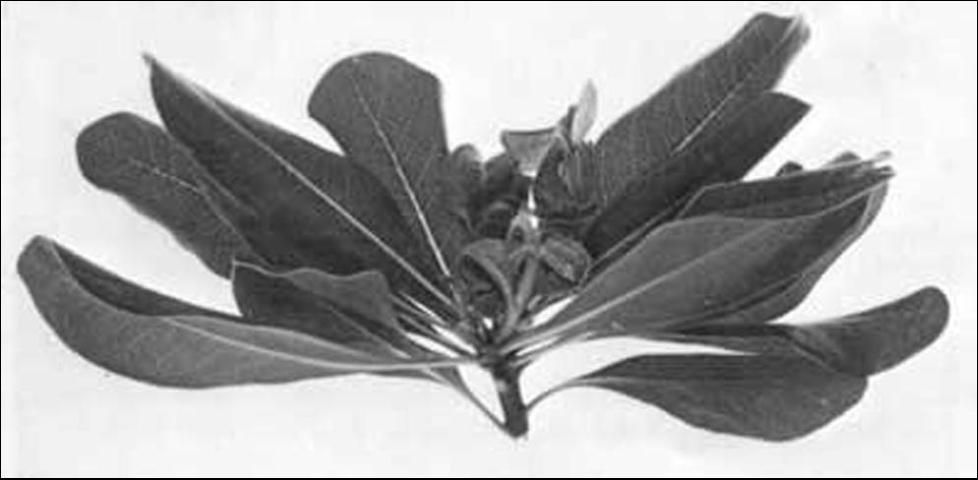 Figure 7. Damage to pittosporum caused by the broad mite, Polyphagotarsonemus latus (Banks).