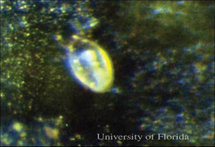 Figure 1. Broad mite, Polyphagotarsonemus latus (Banks), highly magnified.