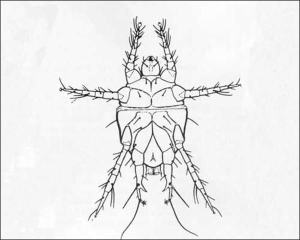 Figure 4. Ventral view of a male broad mite, Polyphagotarsonemus latus (Banks).