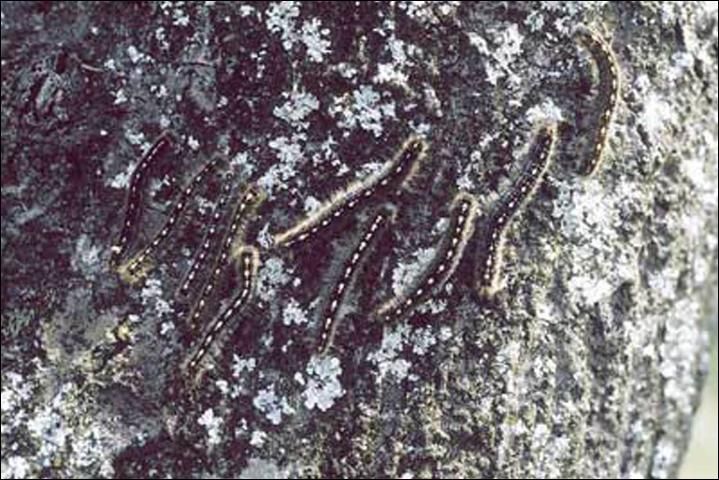 Figure 6. Gregarious larvae of the forest tent caterpillar, Malacosoma disstria Hübner.