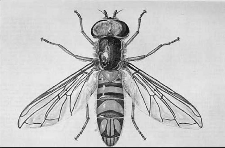 Figure 5. An adult male hover fly, Allograpta obliqua (Say).