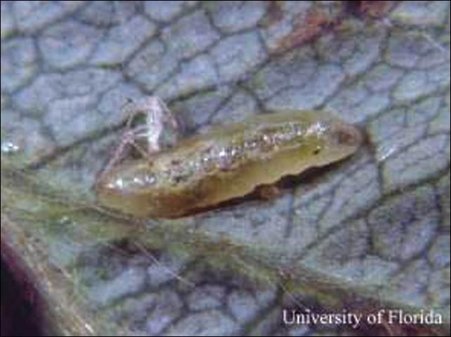Figure 4. Larva of Allograpta obliqua (Say), a hover fly.