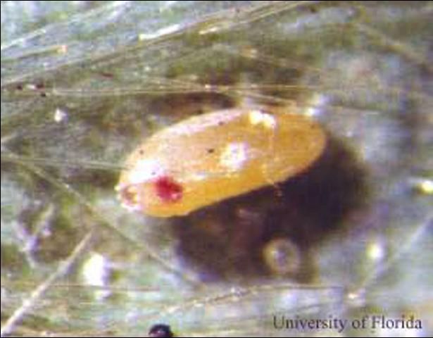 Figure 2. Egg of Allograpta obliqua (Say), a hover fly.