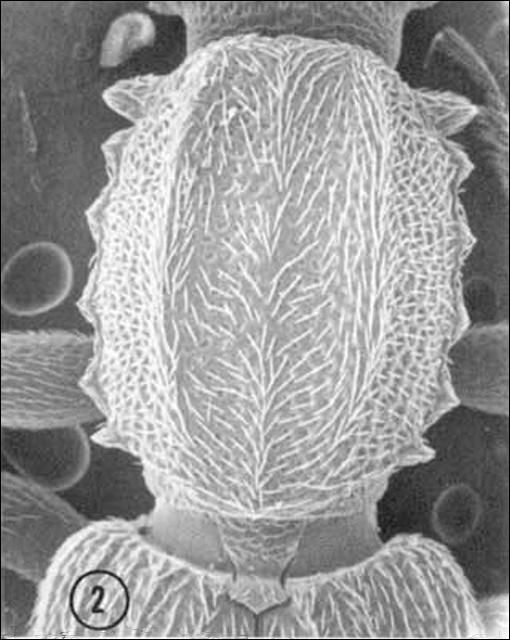 Oblique view of the pronotum of an adult male Oryzaephilus acuminatus Halstead, a stored products pest, showing the strongly developed anterior pronotal angles.