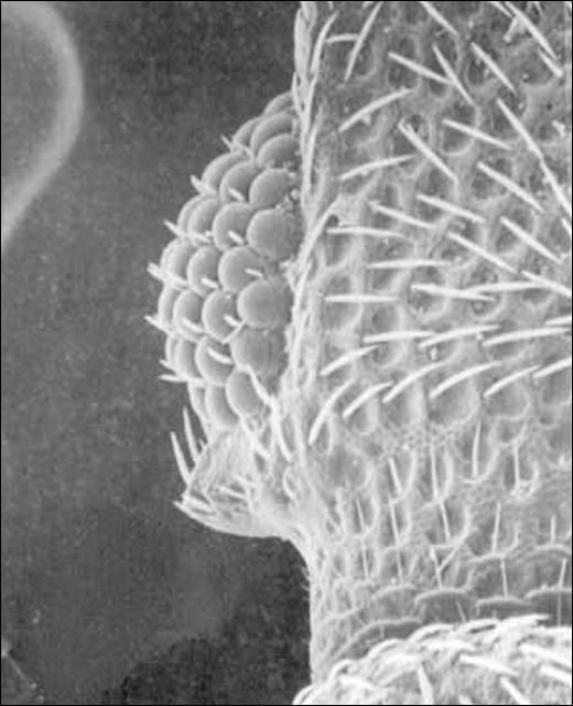 Dorsal view of the left eye and temple of an adult Oryzaephilus mercator (Fauvel).