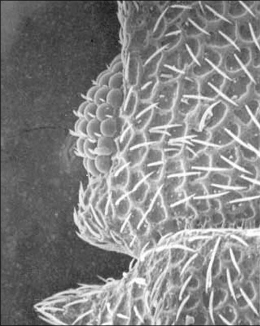 Dorsal view of the left eye and temple of an adult Oryzaephilus surinamensis (L.).