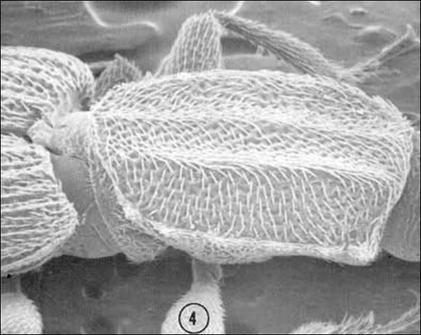 Oblique view of the pronotum of an adult male Oryzaephilus mercator (Fauvel), the merchant grain beetle, showing lesser development of anterior pronotal angles, compared to Oryzaephilus acuminatus Halstead.