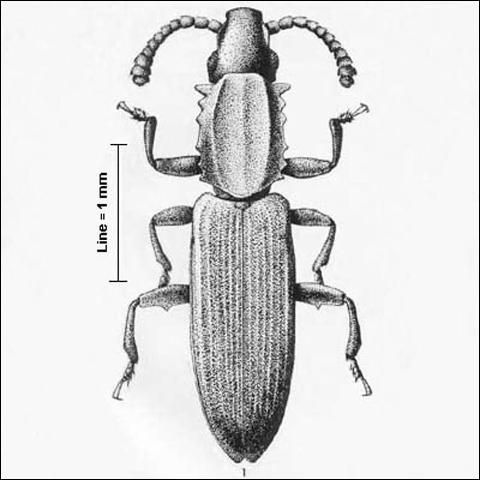 Adult male Oryzaephilus acuminatus Halstead, a stored products pest.