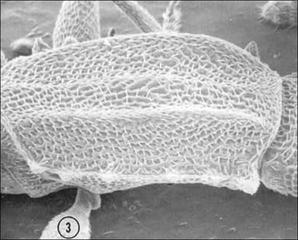 Dorsal view of the pronotum of an adult male Oryzaephilus mercator (Fauvel), the merchant grain beetle, showing lesser development of anterior pronotal angles, compared to Oryzaephilus acuminatus Halstead. 