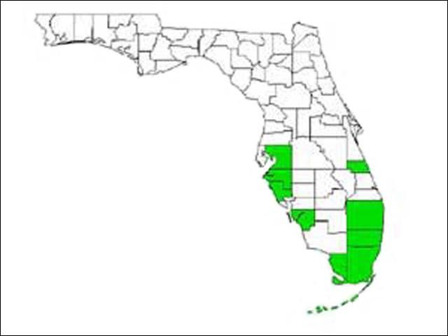 Figure 2. Map of Florida showing counties with Camponotus planatus (Roger) populations.