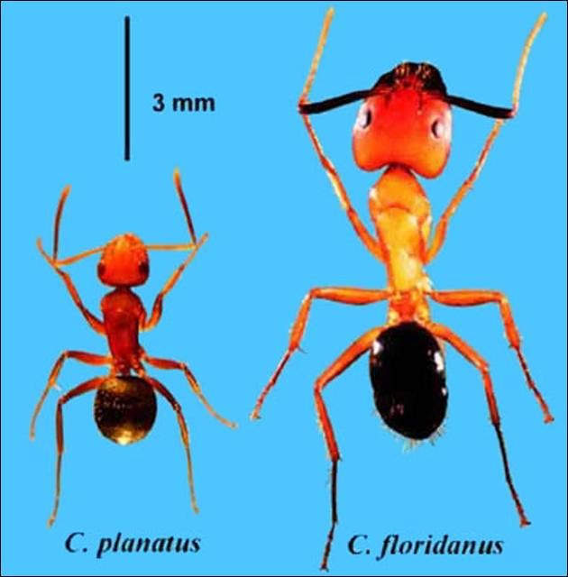 Figure 1. Workers of Camponotus planatus (Roger), the compact carpenter ant (proposed common name), and C. floridanus (Fr. Smith), the Florida carpenter ant.