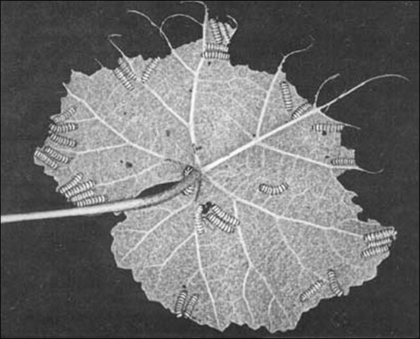 Figure 6. Partial skeletonization of 'Lake Emerald' grape leaf by larvae of the grapeleaf skeletonizers, Harrisina americana (Guérin-Méneville).