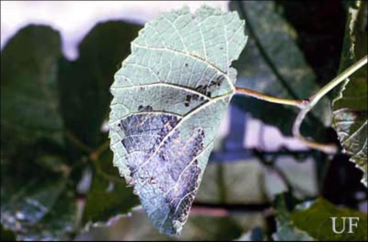 Figure 3. Damage to bunch grape foliage caused by the grape leaffolder, Desmia funeralis (Hübner).