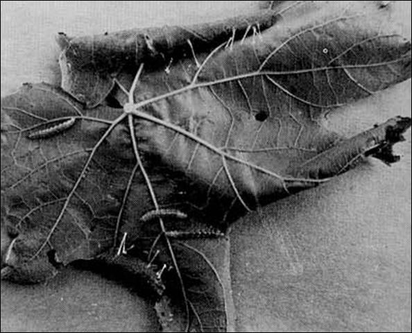 Figure 4. Damage to muscadine grape leaf with characteristic roll caused by the grape leaffolder, Desmia funeralis (Hübner), also showing silk strands. Larva removed from rolls for photographic purposes.