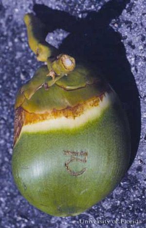 Figure 7. Early damage in a broader area to a young coconut by Aceria guerreronis Keifer, a coconut mite