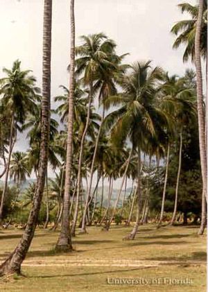 Figure 8. Coconut palms, Cocos nucifera L. of the 'Jamaica Tall' variety at Tres Hermanos Beach, near Añasco, Puerto Rico. The coconuts are periodically pruned from palms at this resort area.