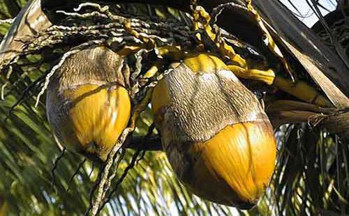 Figure 3. Coconuts with damage by coconut mite, Aceria guerreronis Keifer.