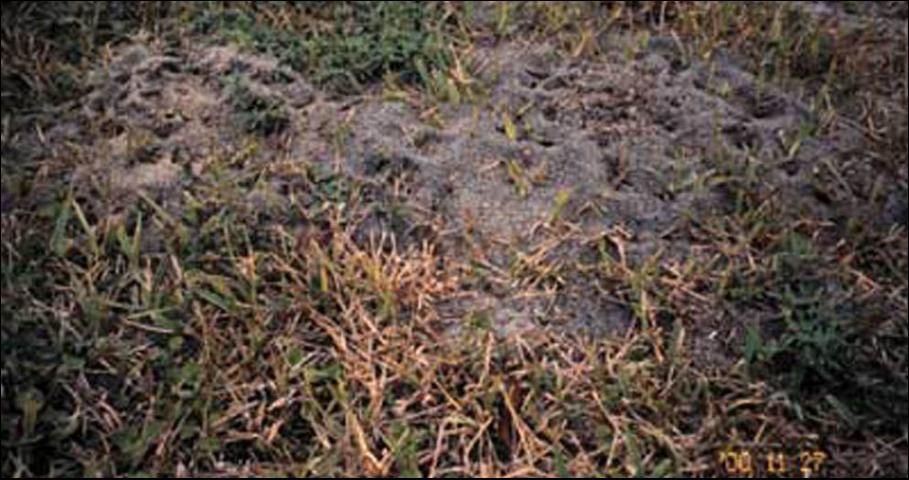 Figure 8. Mound of the red imported fire ant, Solenopsis invicta Buren, in St. Augustinegrass.