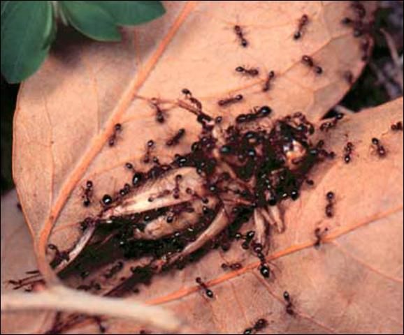 Figure 11. Red imported fire ants, Solenopsis invicta Buren, foraging and recruiting to cricket.
