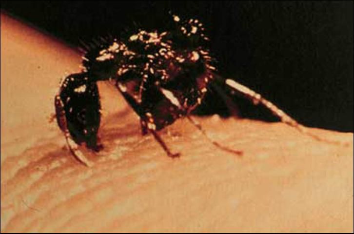 Figure 12. Red imported fire ant, Solenopsis invicta Buren, stinging and biting.