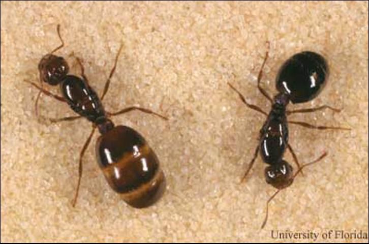 Figure 16. Queens of the red imported fire ant, Solenopsis invicta Buren. The one on the right is from a polygyne colony and is infected with the microsporidian protozoan Thelohania solenopsae. The one on the left is a healthy queen from a monogyne colony.