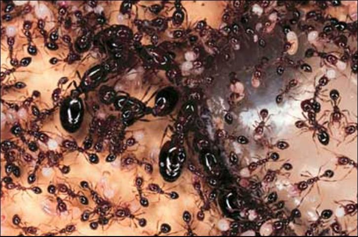 Figure 14. Polygyne colony of the red imported fire ant, Solenopsis invicta Buren.