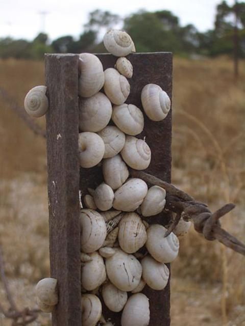 Figure 7. White garden snails, Theba pisana (Müller), aestivating at the top of a fence post at Kadina, South Australia.
