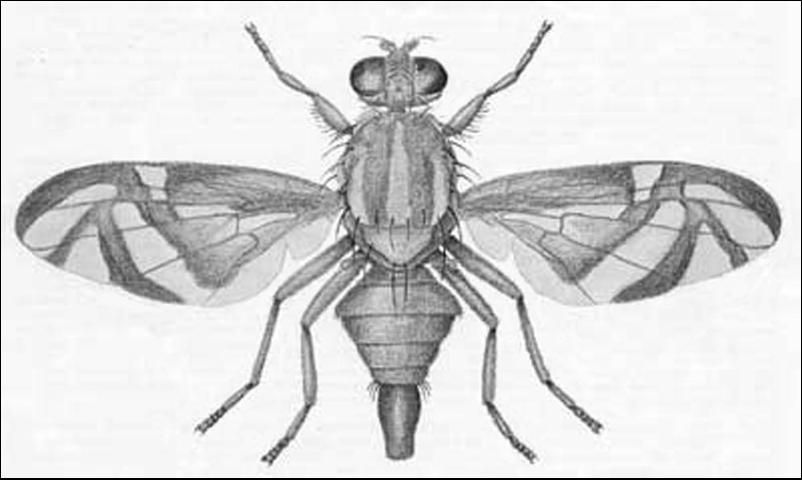 Figure 2. Adult female Anastrepha obliqua (Macquart).