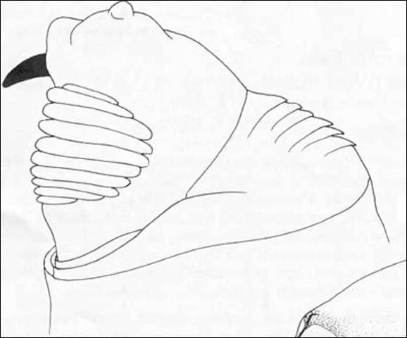 Figure 4. Head and buccal carinae of Anastrepha obliqua (Macquart) larva