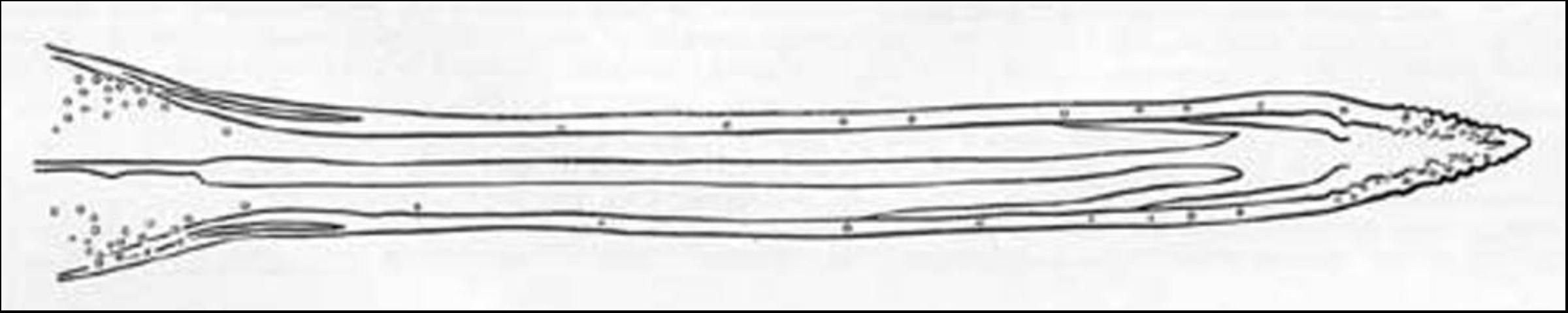 Figure 3. Ovipositor of Anastrepha obliqua (Macquart)