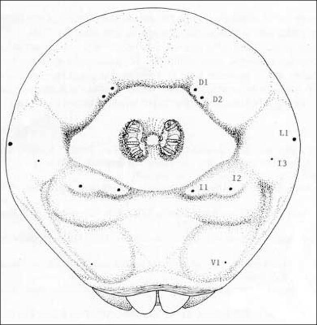 Figure 7. Caudal end of Anastrepha obliqua (Macquart) larva.