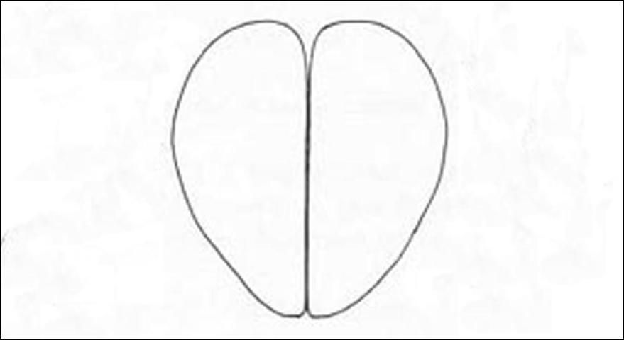 Figure 9. Anal lobes of Anastrepha obliqua (Macquart) larva