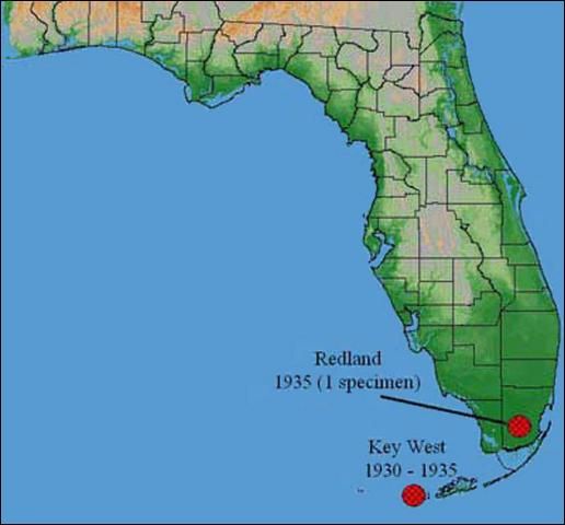 Figure 1. Incidence of the West Indian fruit fly, Anastrepha obliqua (Marquart), in Florida.