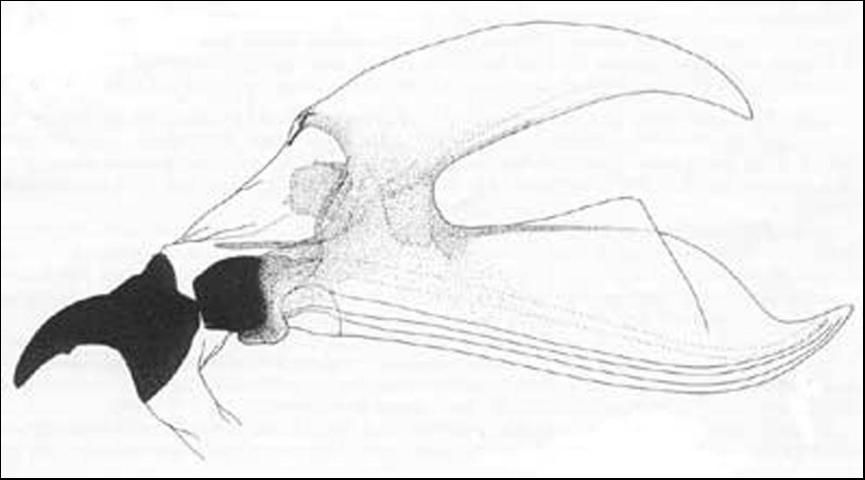 Figure 6. Cephalo-pharyngeal skeleton of Anastrepha obliqua (Macquart) larva.
