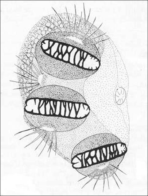 Figure 8. Posterior spriacles of Anastrepha obliqua (Macquart) larva
