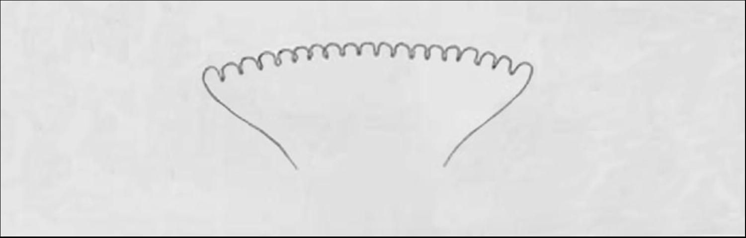 Figure 5. Anterior spiracle.