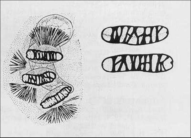 Figure 8. Posterior spiracles (left side) (after Phillips 1946) with detail of two spiracle slits, from the larva of the melon fly, Bactrocera cucurbitae (Coquillett).