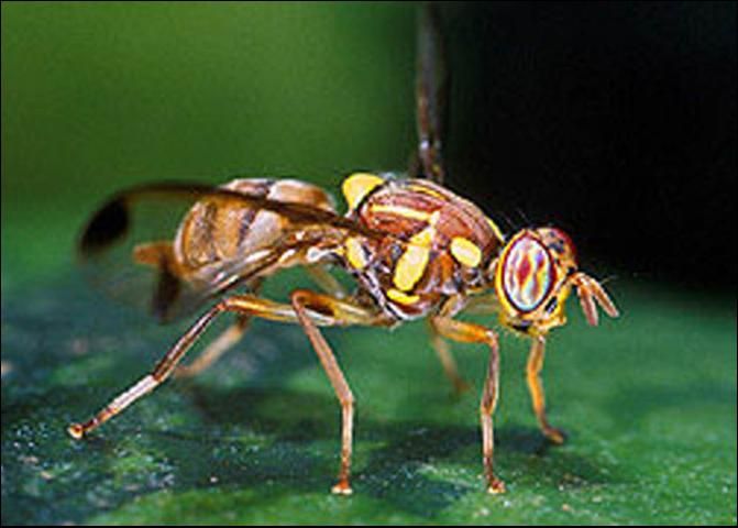Figure 1. Adult melon fly, Bactrocera cucurbitae (Coquillett).