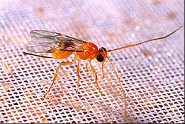 Figure 10. Adult melon fly parasitoid, Psyttalia fletcheri (Silvestri).