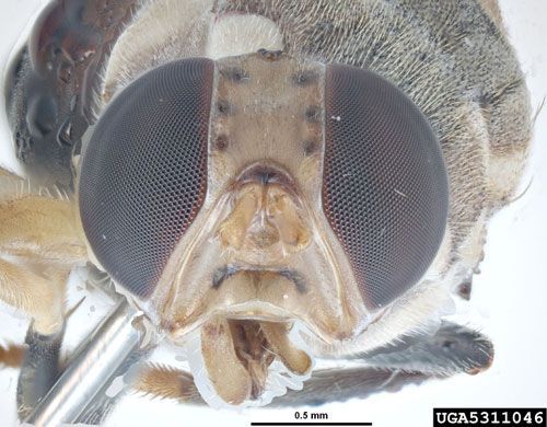 Figure 6. Anterior view of an adult guava fruit fly, Bactrocera correcta (Bezzi). Photograph taken in Australia.