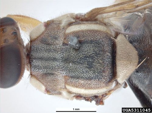Figure 7. Thoracic-lateral view of an adult guava fruit fly, Bactrocera correcta (Bezzi). Photograph taken in Australia.