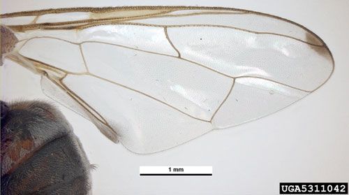 Figure 5. Wing of an adult guava fruit fly, Bactrocera correcta (Bezzi). Photograph taken in Australia.