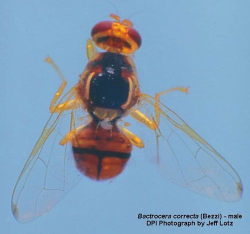 Figure 1. Adult male guava fruit fly, Bactrocera correcta (Bezzi). This is the actual fly captured in Apopka, Florida on 4 May 2001.