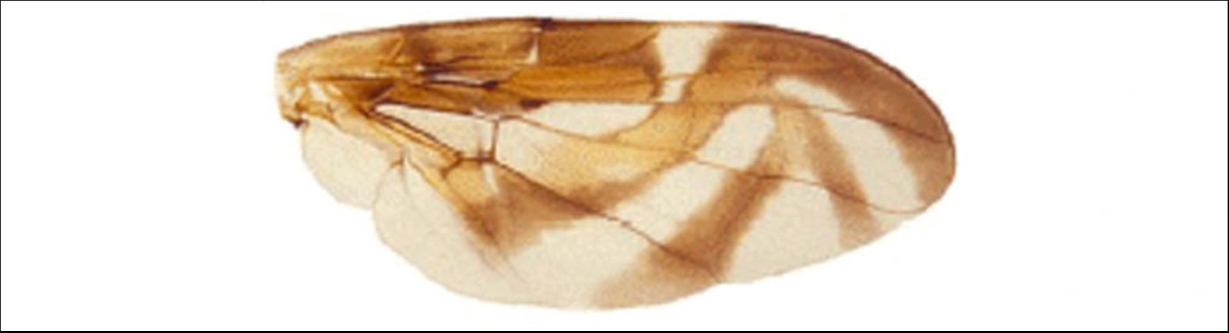 Figure 4. Wing of the Caribbean fruit fly, A. suspensa.