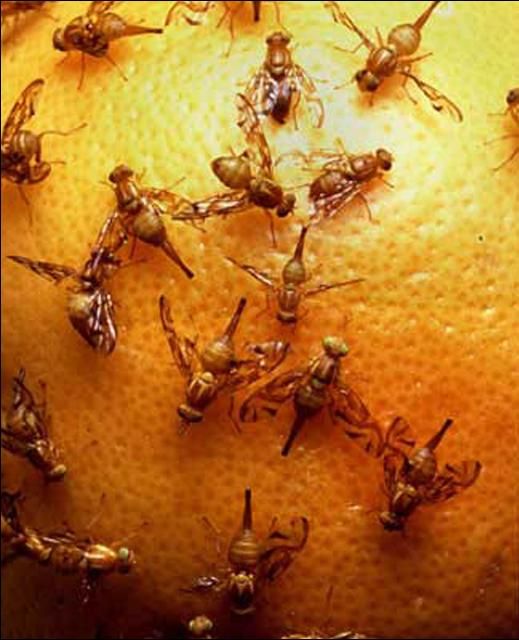 Figure 12. Mexican fruit flies, Anastrepha ludens (Loew), laying eggs in grapefruit during a laboratory test.