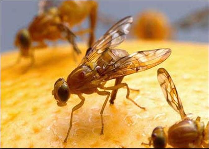 Figure 13. In grapefruit as well as many other fruits, one female Mexican fruit fly, Anastrepha ludens (Loew), can deposit large numbers of eggs: up to 40 eggs at a time, 100 or more a day, and about 2,000 over her life span.