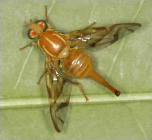 Figure 1. Adult female Mexican fruit fly, Anastrepha ludens (Loew).
