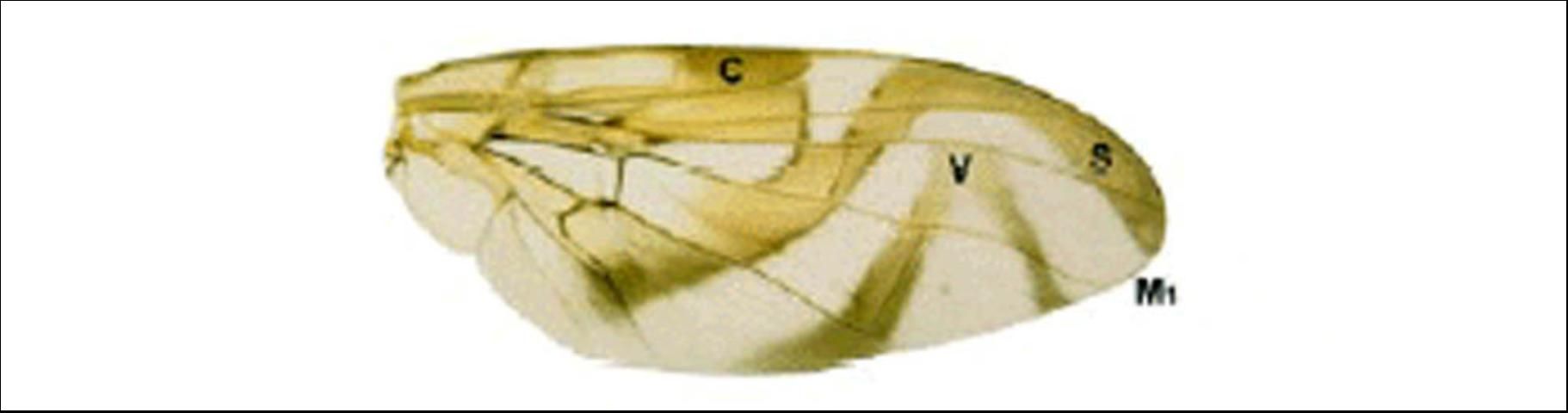 Figure 3. Wing of the Mexican fruit fly, A. ludens.
