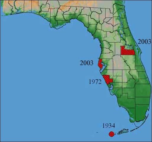Figure 2. Incidence of the Mexican fruit fly, Anastrepha ludens (Loew), in Florida.