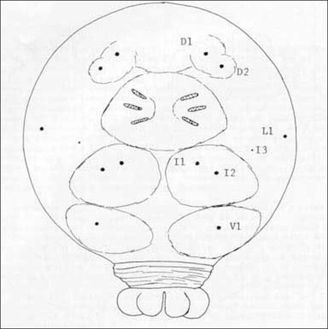 Figure 8. Caudal end of larva.